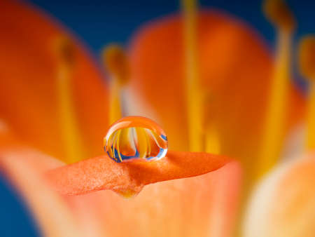 flower and rain drops - macro photographyの写真素材