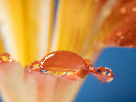 flower and rain drops - macro photographyの写真素材