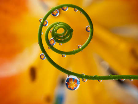 flower and rain drops - macro photography