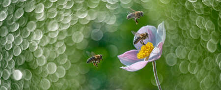 The panoramic view the garden flower and bees