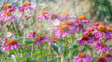 The Echinacea - coneflower close up in the gardenの写真素材