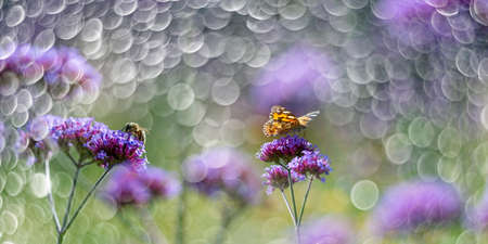 The panoramic view the garden flowers and butterfly Vanessa cardui and bee