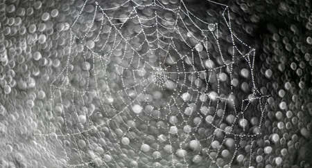 spider net with rain drops