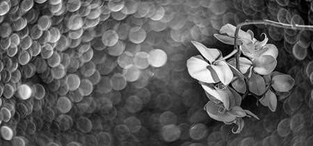 white orchid on black background - monochrome picture with beautiful bokehの写真素材