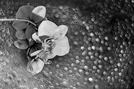 white orchid on black background - monochrome pictureの写真素材