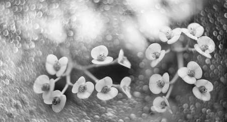 flowering cactus close up in the detailの写真素材