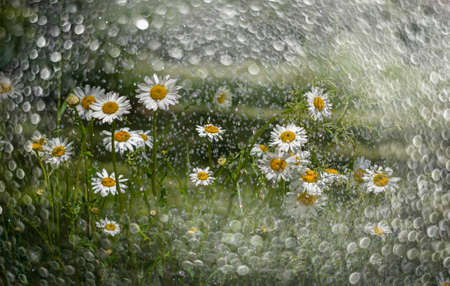 rain and daisy flowers - high speed photoの写真素材