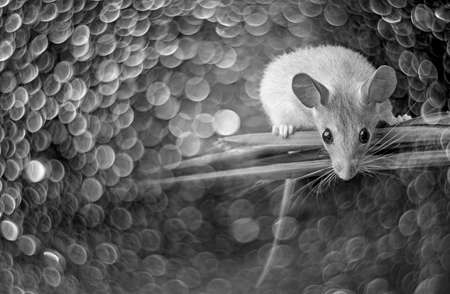 a little mouse sitting on a grassand light bokeh