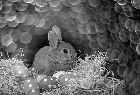 little cute baby rabbit and painted easter eggs