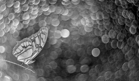 tropical butterfly sitting on a grassの写真素材