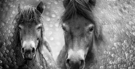 exmoor pony and bokeh backgroundの写真素材