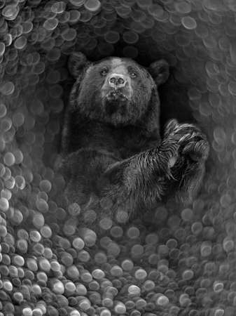 American black bear (Ursus americanus) the black and white portrait and light bokehの写真素材
