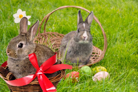 easter rabbit and easter eggs in green grass