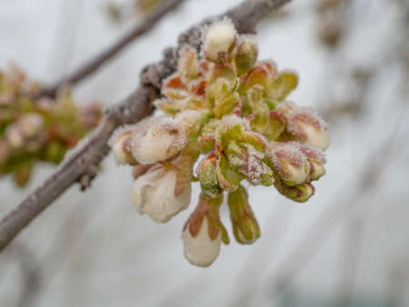 frozen cherry tree in bloom, frost in the growing season, flowers damaged in Aprilの写真素材