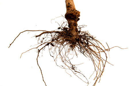 Tree roots silhouettes isolated on a white backgroundの写真素材