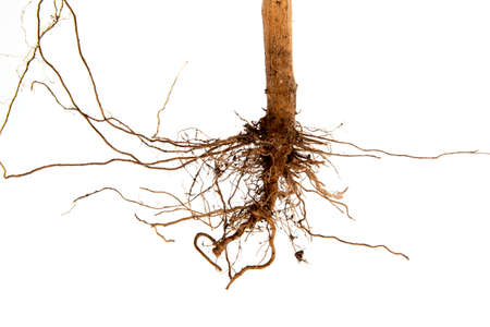 Tree roots silhouettes isolated on a white backgroundの写真素材
