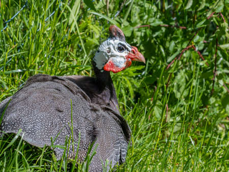 Helmeted guineafowl (Numida meleagris) in the garden