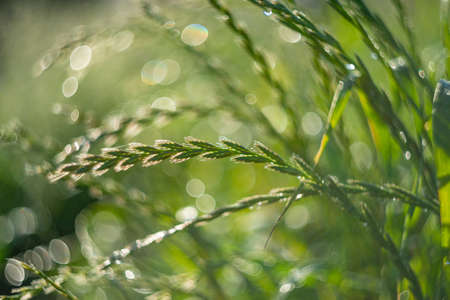 dewy grass on a morning meadow with beautiful light bokehの写真素材
