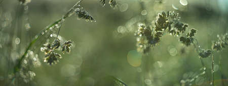 dewy grass on a morning meadow with beautiful light bokehの写真素材