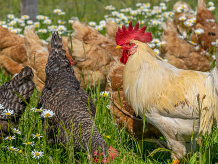 rooster and hens in the garden on a farmの写真素材