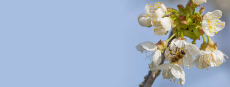 bees (Apis mellifera) on a cherry tree flowersの写真素材