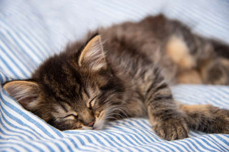 cute kitten resting in a bedの写真素材