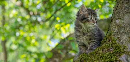 a cute little kittens climbing in the garden treeの写真素材