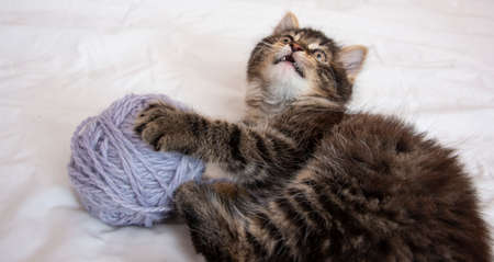 cute kitten playing in a bed