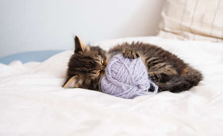cute kitten playing in a bedの写真素材