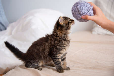 cute kitten playing in a bedの写真素材