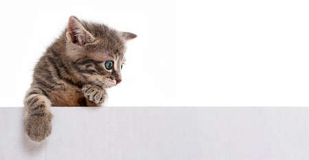 kitten in a boxの写真素材