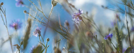 field with cornflowers defocused art picture