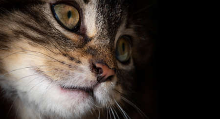 portrait of a cute tabby kittenの写真素材