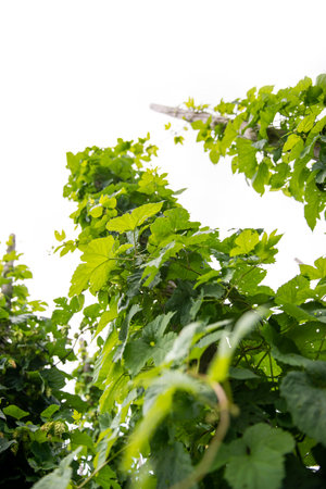 hop garden isolated on white background