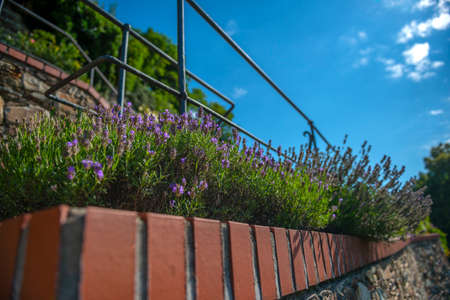 flowering garden with lavender flowersの写真素材