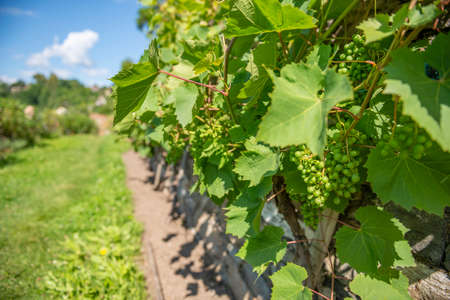 grapes on vine growing in vineyardの写真素材
