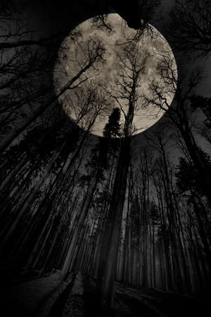 forest and moon - black and white photographyの写真素材