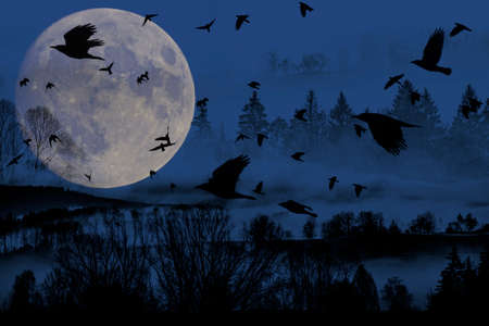 the moon and forest and birdsの写真素材