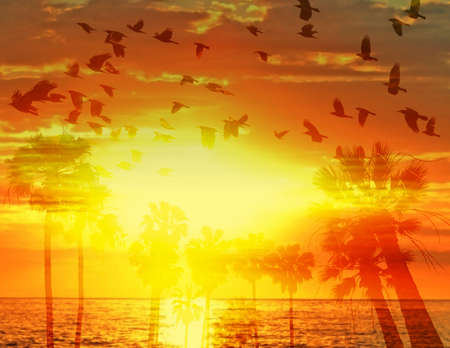palm silhouettes and birds and golden sunset - summer background