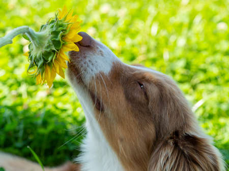 cute australian shepherd dog sniffing a sunflowerの写真素材