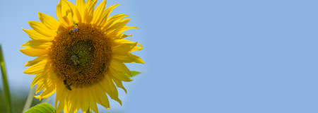 honey bees Apis mellifera drinking nectar from sunflowerの写真素材