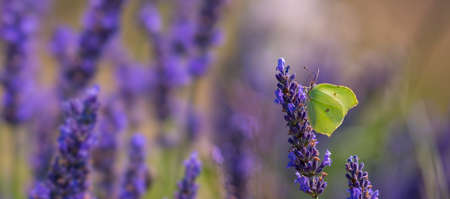 lavender flowers and white butterflyの写真素材