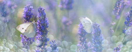 lavender flowers and white butterfliesの写真素材