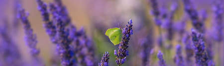 lavender flowers and white butterflyの写真素材