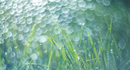 grass with dew drops in the morning - soft focus and nice bokeh