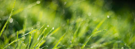 grass with dew drops in the morning - soft focus and nice bokeh