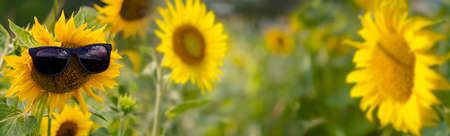 funny sunflowers with sunglasses - funny summer pictureの写真素材