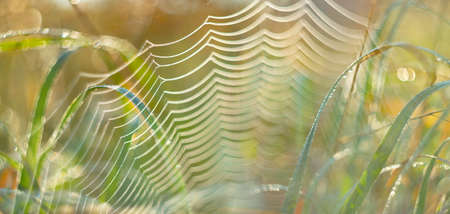 dewy plants and spider net with nice soft artistic bokeh - abstract backgroundの写真素材