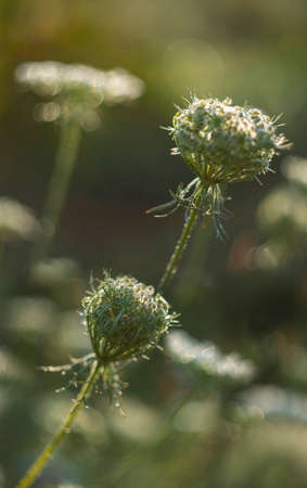 dewy plants with nice soft artistic bokeh