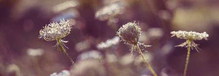 dewy plants with nice soft artistic bokeh